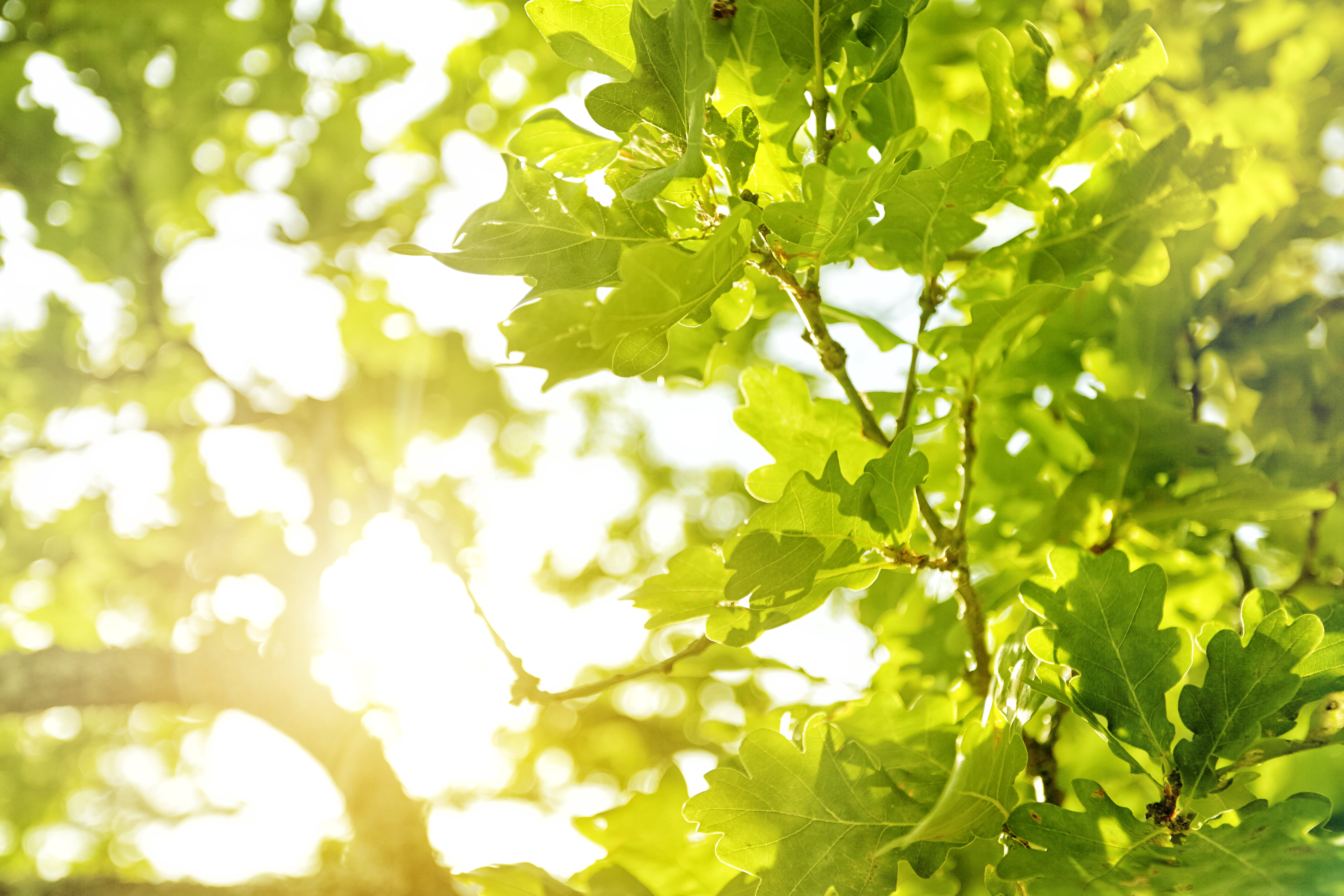 Solen skinner gjennom eikeblader